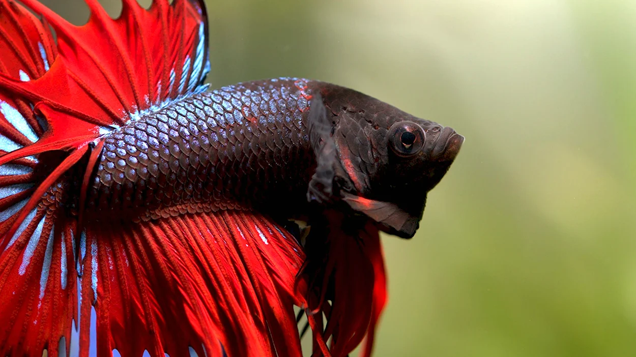 Сиамские бойцовые рыбки. Красивое животное