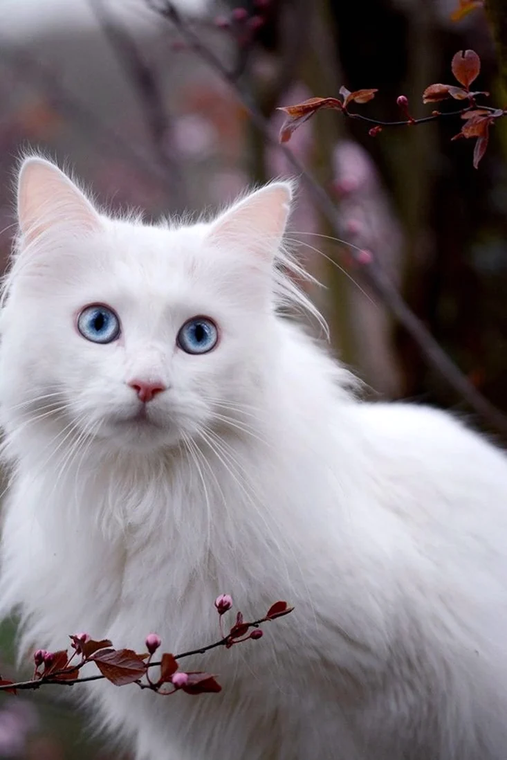 Сибирская ангорская кошка белая. Красивые картинки животных