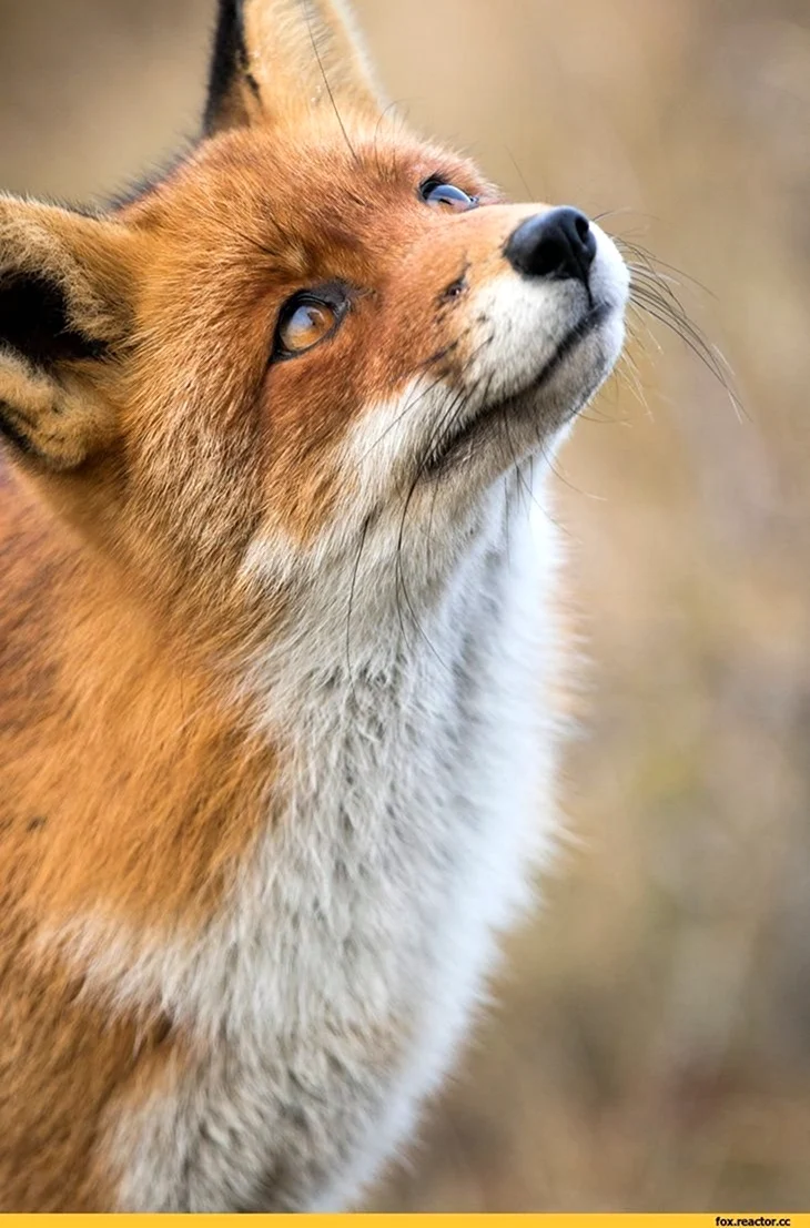 Сибирская лиса. Красивое животное