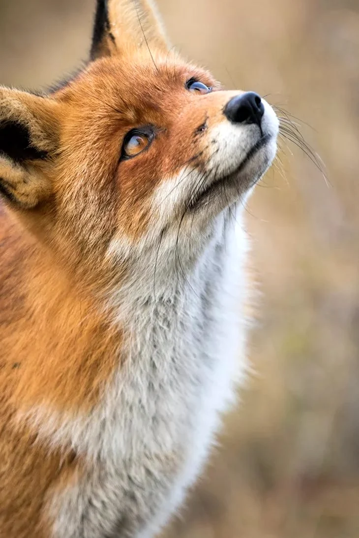 Сибирская лиса. Красивые картинки животных