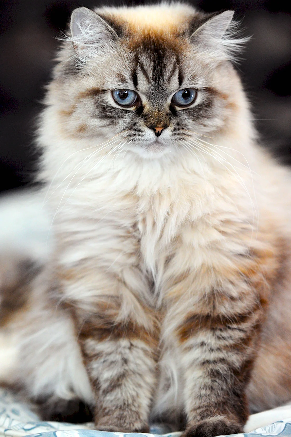 Сибирская Шотландская кошка. Красивые картинки животных