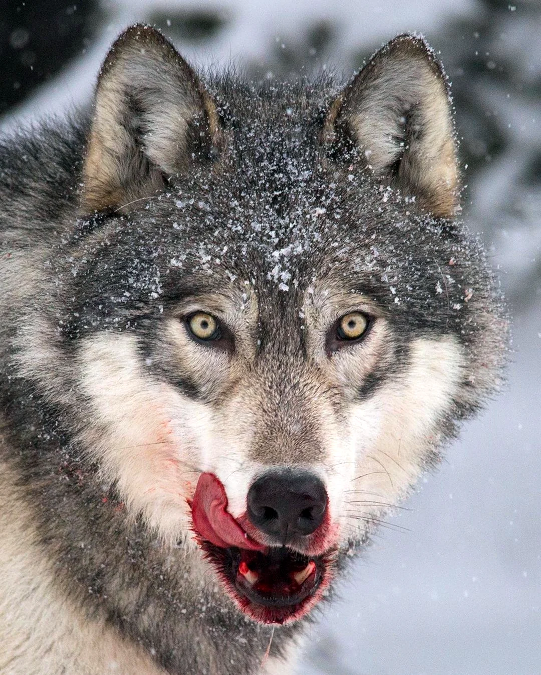 Сибирский derskiy волк. Красивое животное