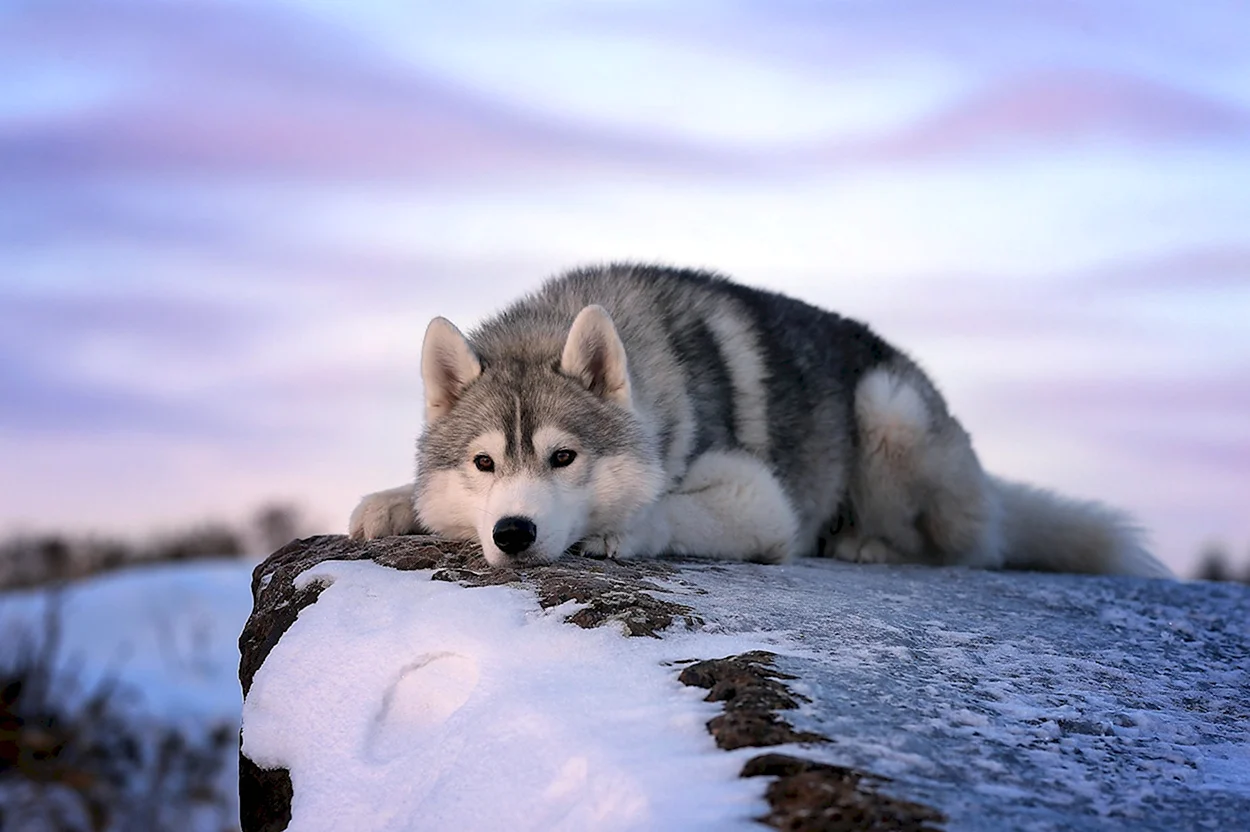 Сибирский хаски и волк. Красивое животное