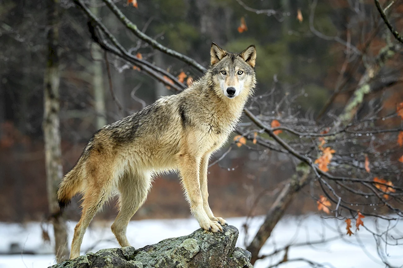 Сибирский Лесной волк. Картинка