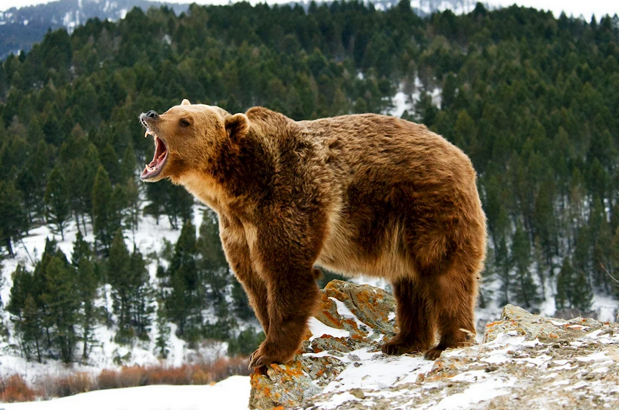 Сибирский медведь