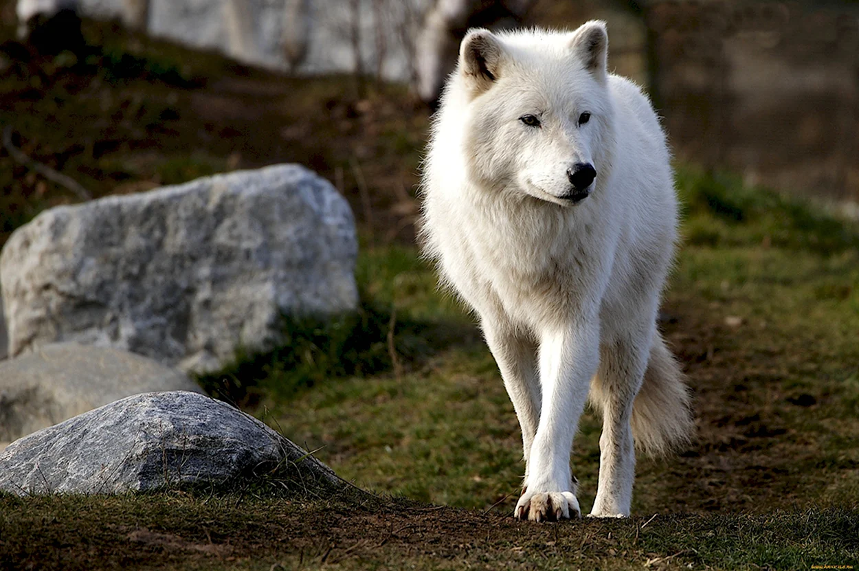Сибирский Тундровый волк. Красивое животное