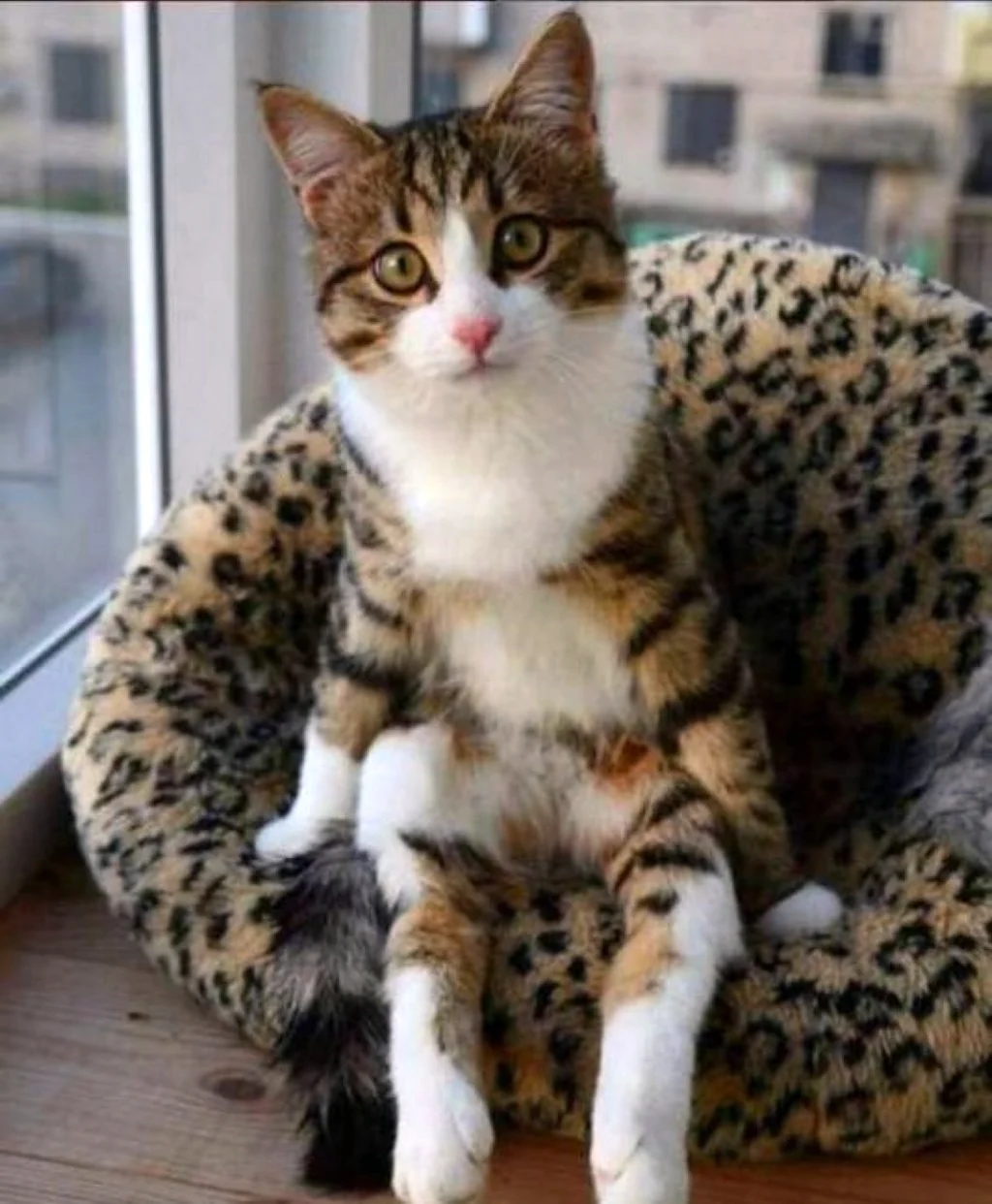 Сидячая кошка. Красивое животное