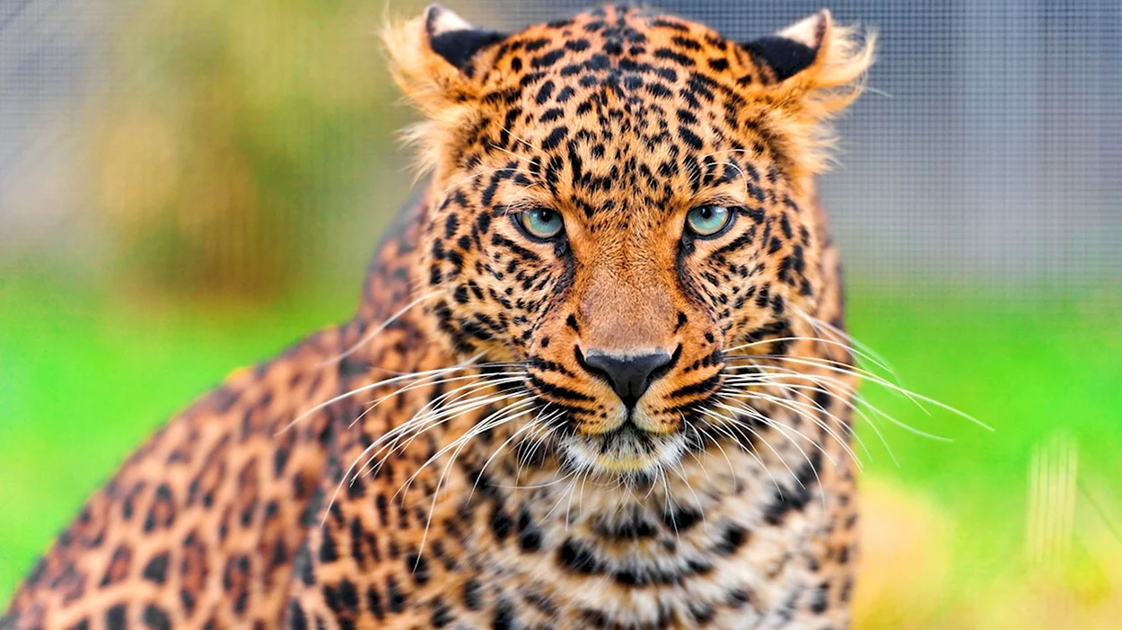Синайский леопард. Красивое животное
