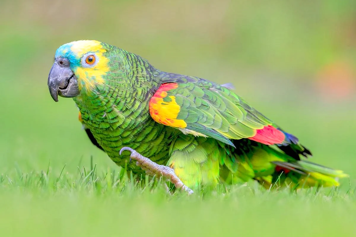 Синелицый Амазон попугай. Красивое животное