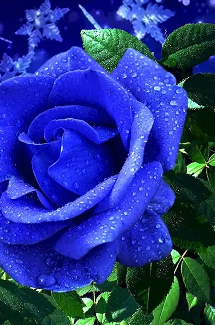 Синяя роза. Красивая картинка