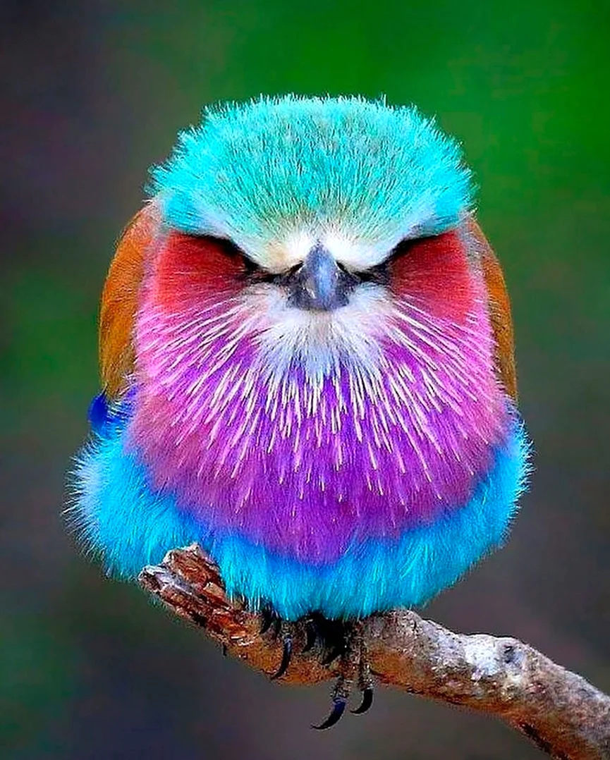 Сиреневогрудая сизоворонка птица. Красивая картинка