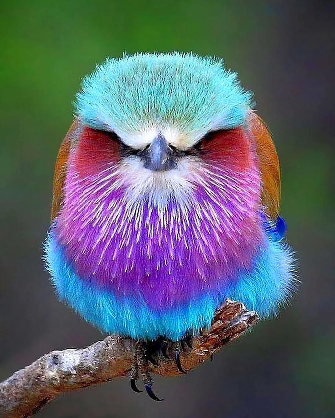 Сиреневогрудая сизоворонка птица. Красивое животное