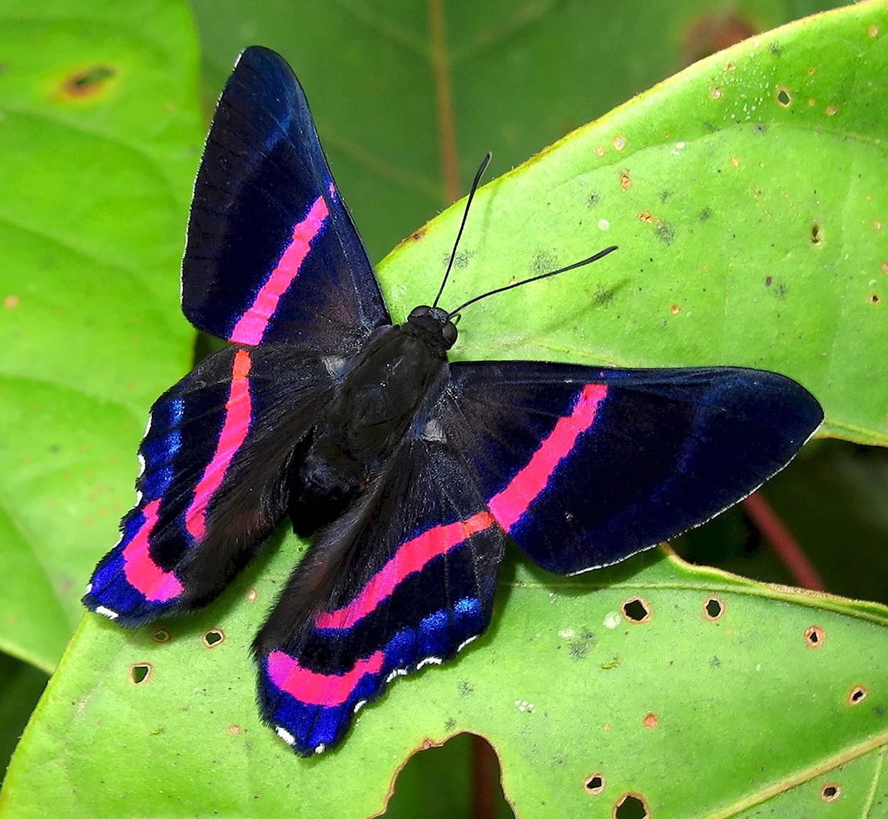 Сиреневый Бражник бабочка. Красивое животное