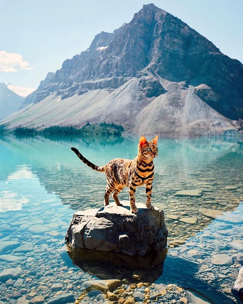 Сьюки кот путешественник. Красивое животное