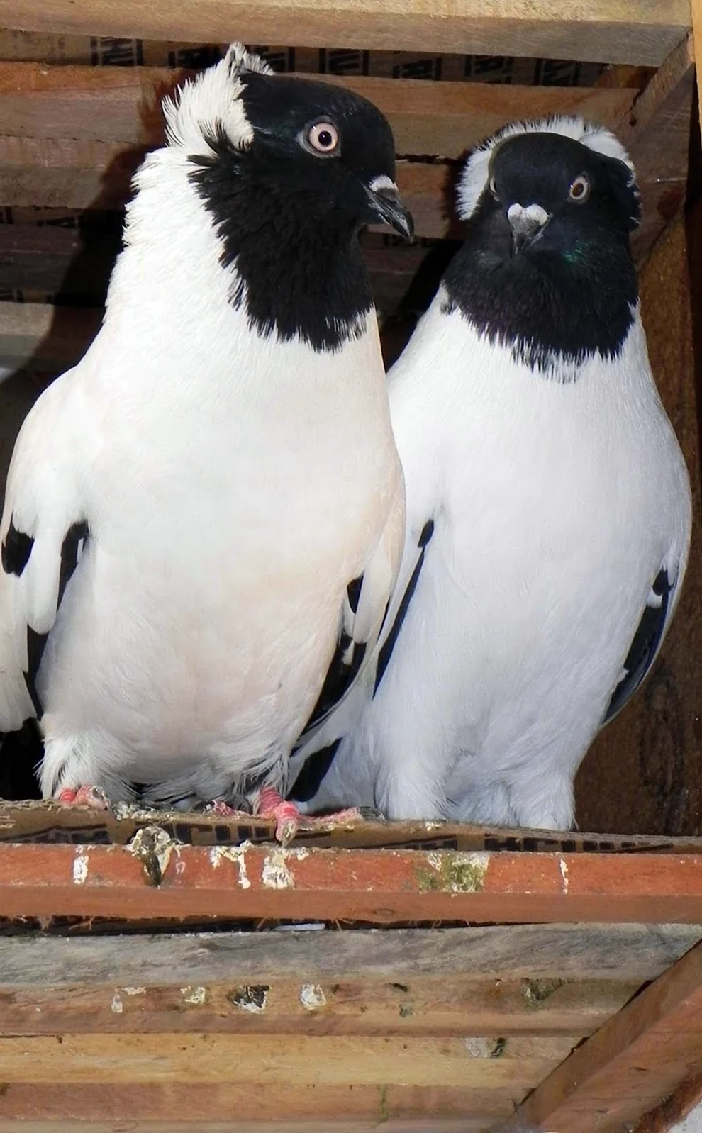 Сизые белоголовые бойные голуби. Красивое животное