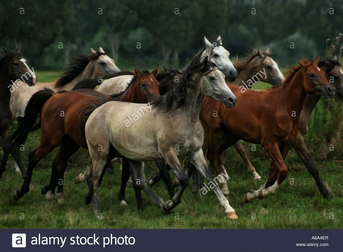 Скачущий табун лошадей мустангов. Красивое животное