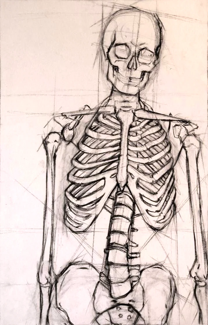 Скелет человека Баммес. Для срисовки