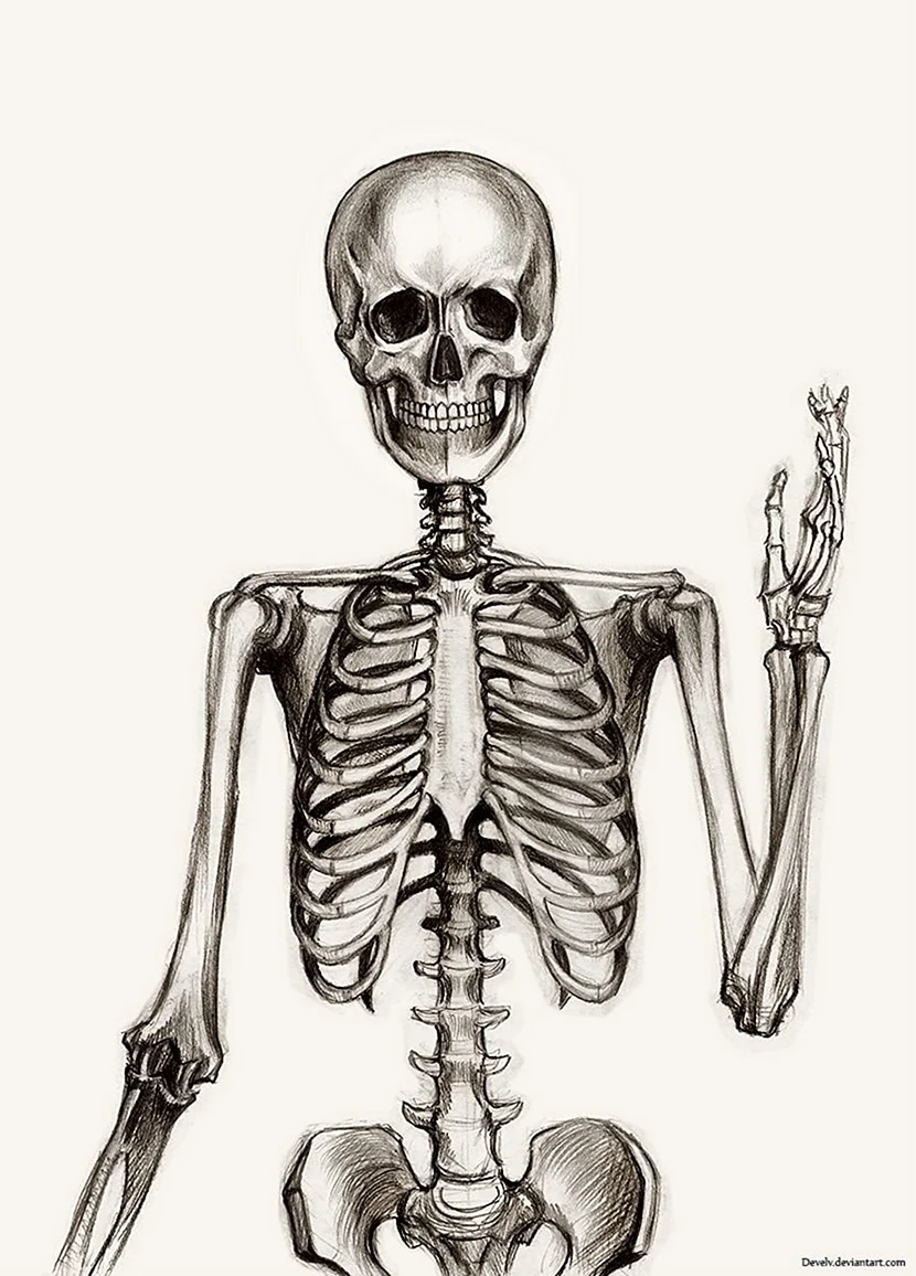 Скелет человека нарисо. Для срисовки
