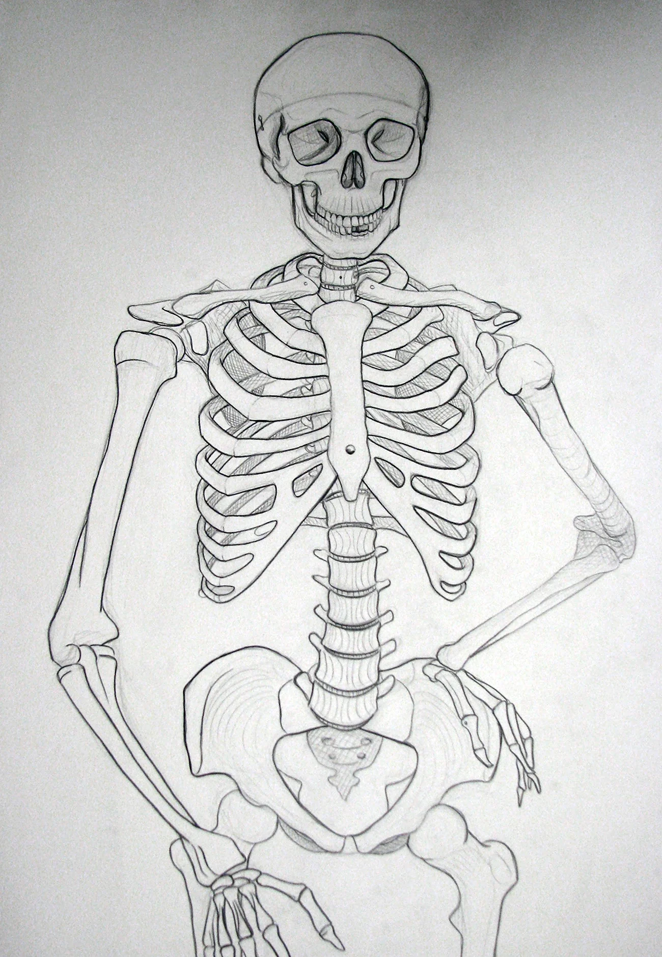 Скелет рисунок. Для срисовки