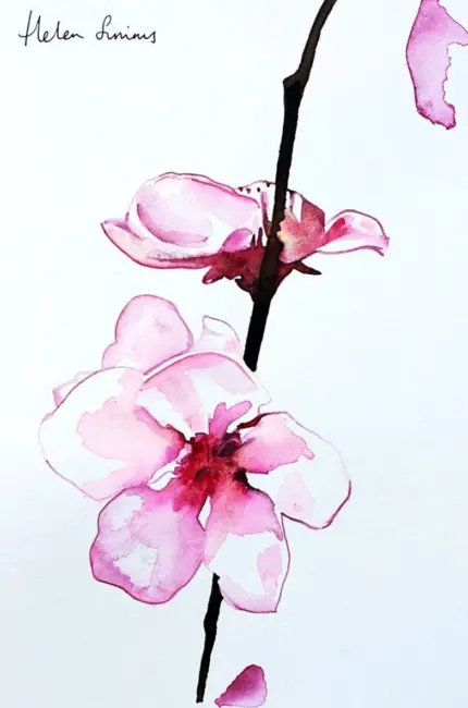 Скетчинг Орхидея. Для срисовки