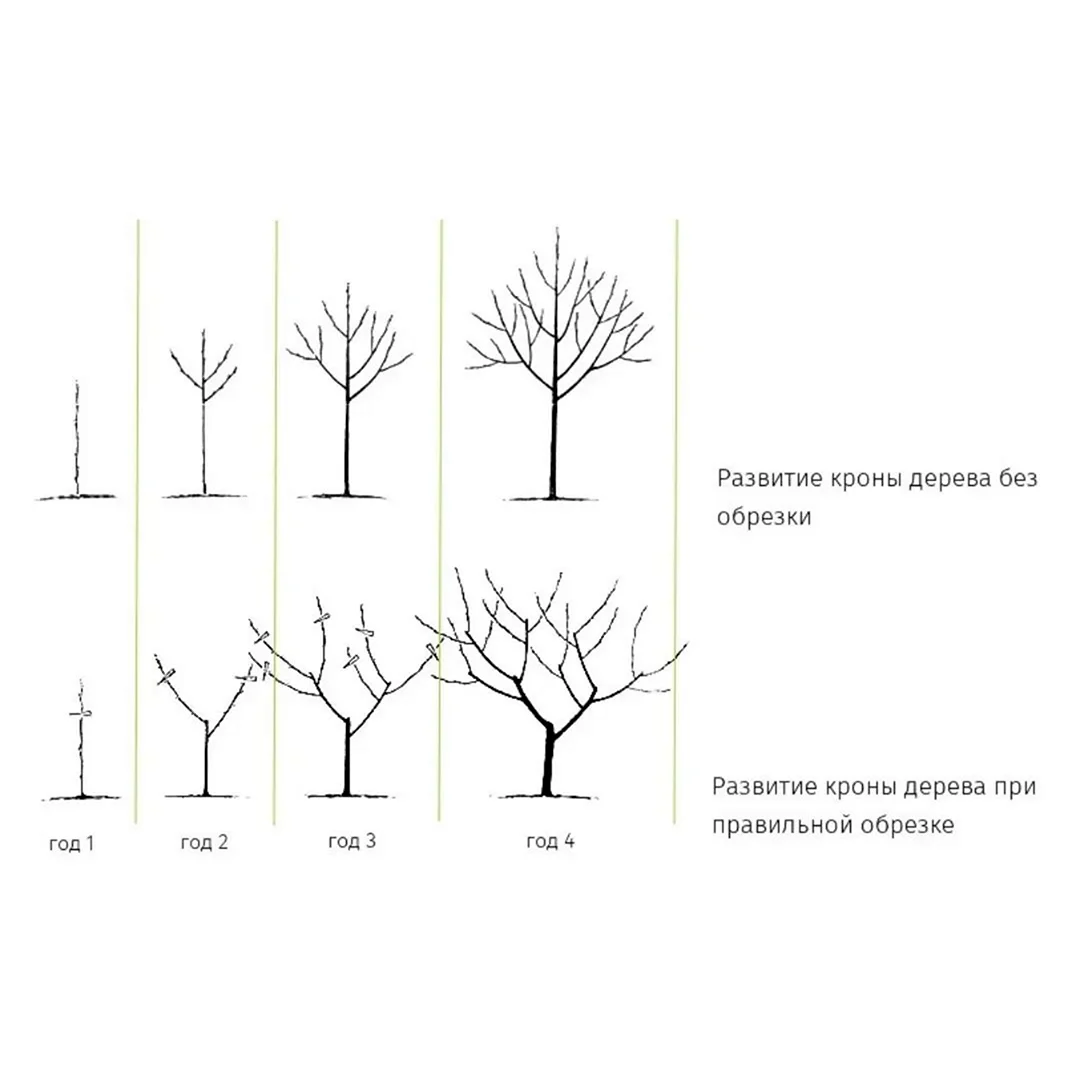 Схема обрезания плодовых деревьев. Картинка