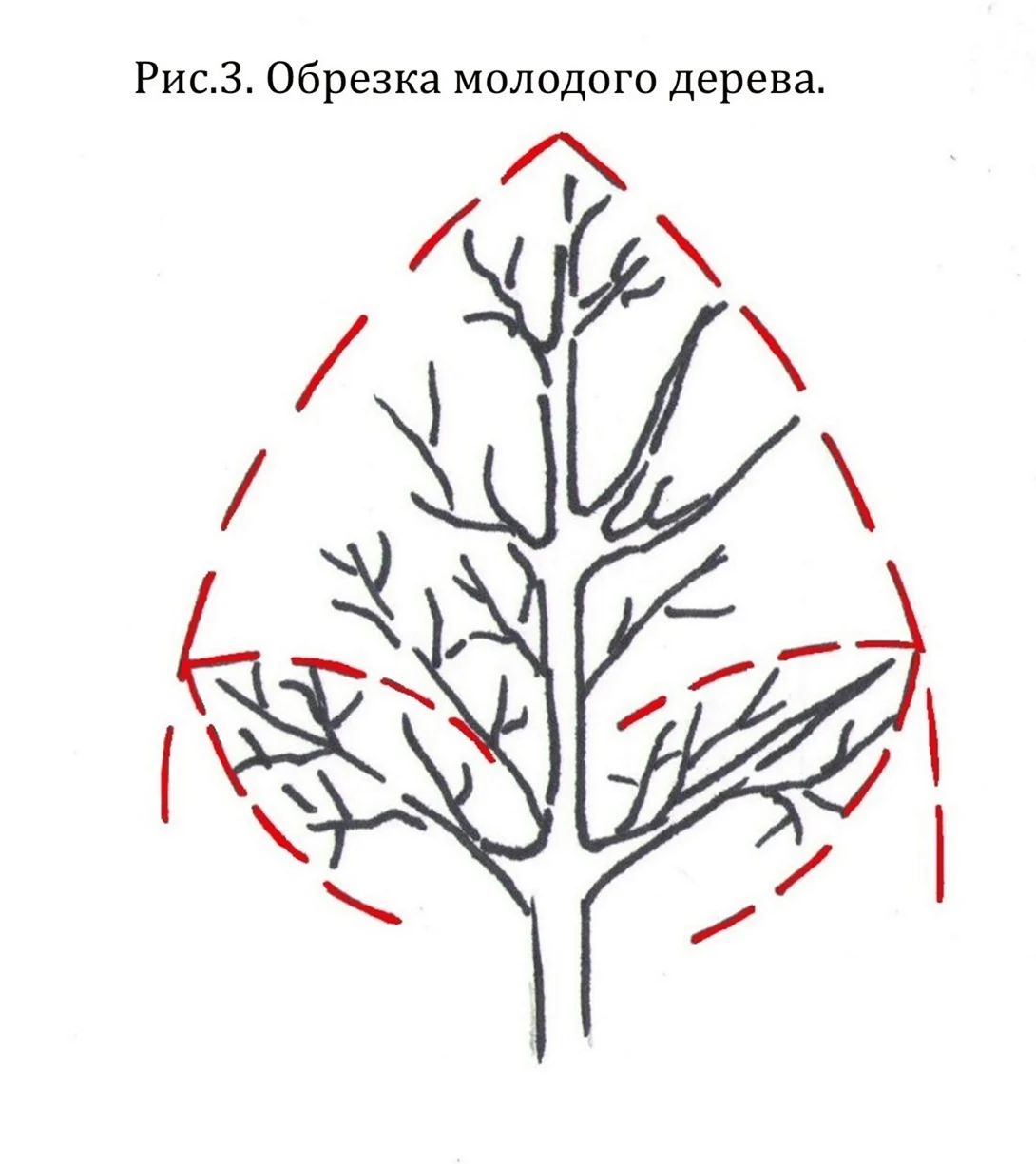 Схема обрезки плодовых деревьев весной. Картинка