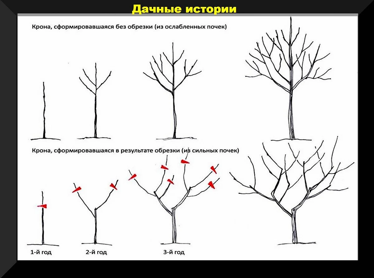 Схема подрезки плодовых деревьев. Картинка