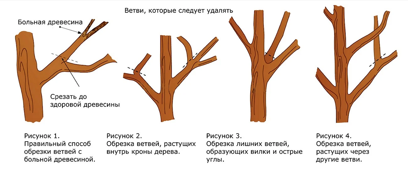 Схема подрезки плодовых деревьев. Картинка
