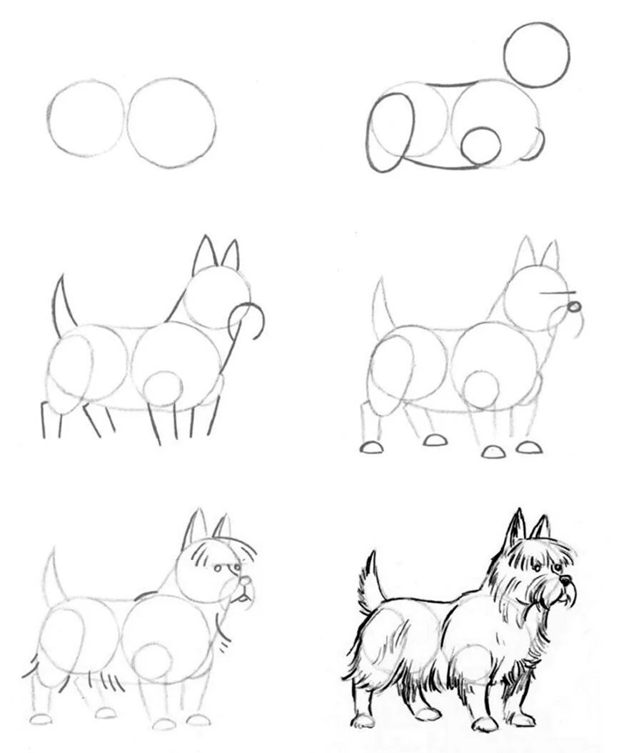 Схема рисования собаки. Для срисовки