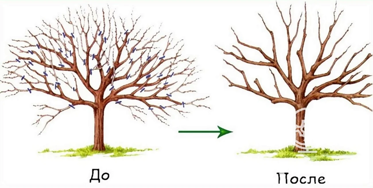 Схема санитарной обрезки деревьев. Картинка