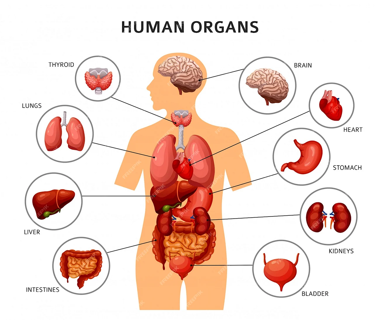 Схема тела человека с органами. Картинка