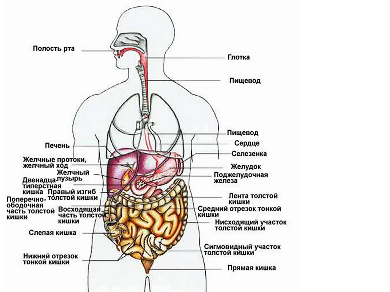 Схема внутренних органов человека брюшной полости. Картинка