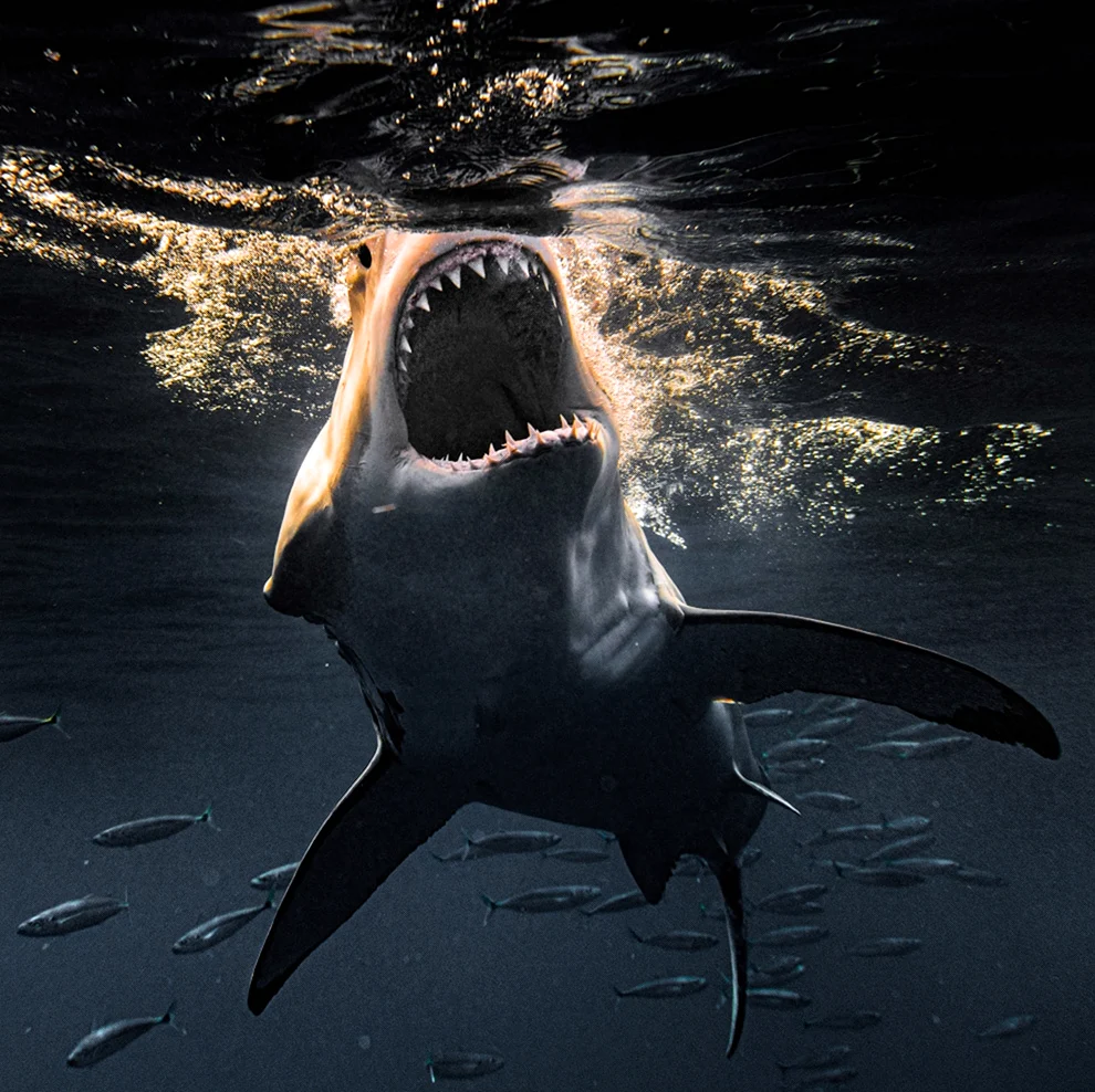 Скваликоракс акула. Картинка