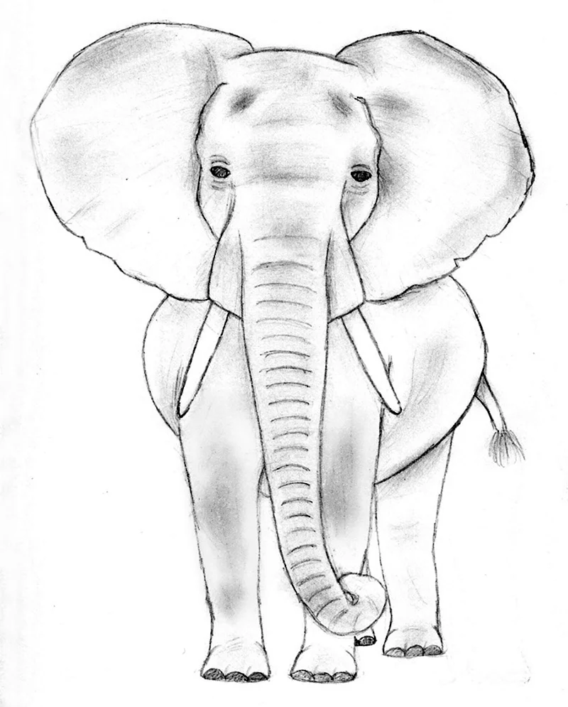 Слон карандашом. Для срисовки