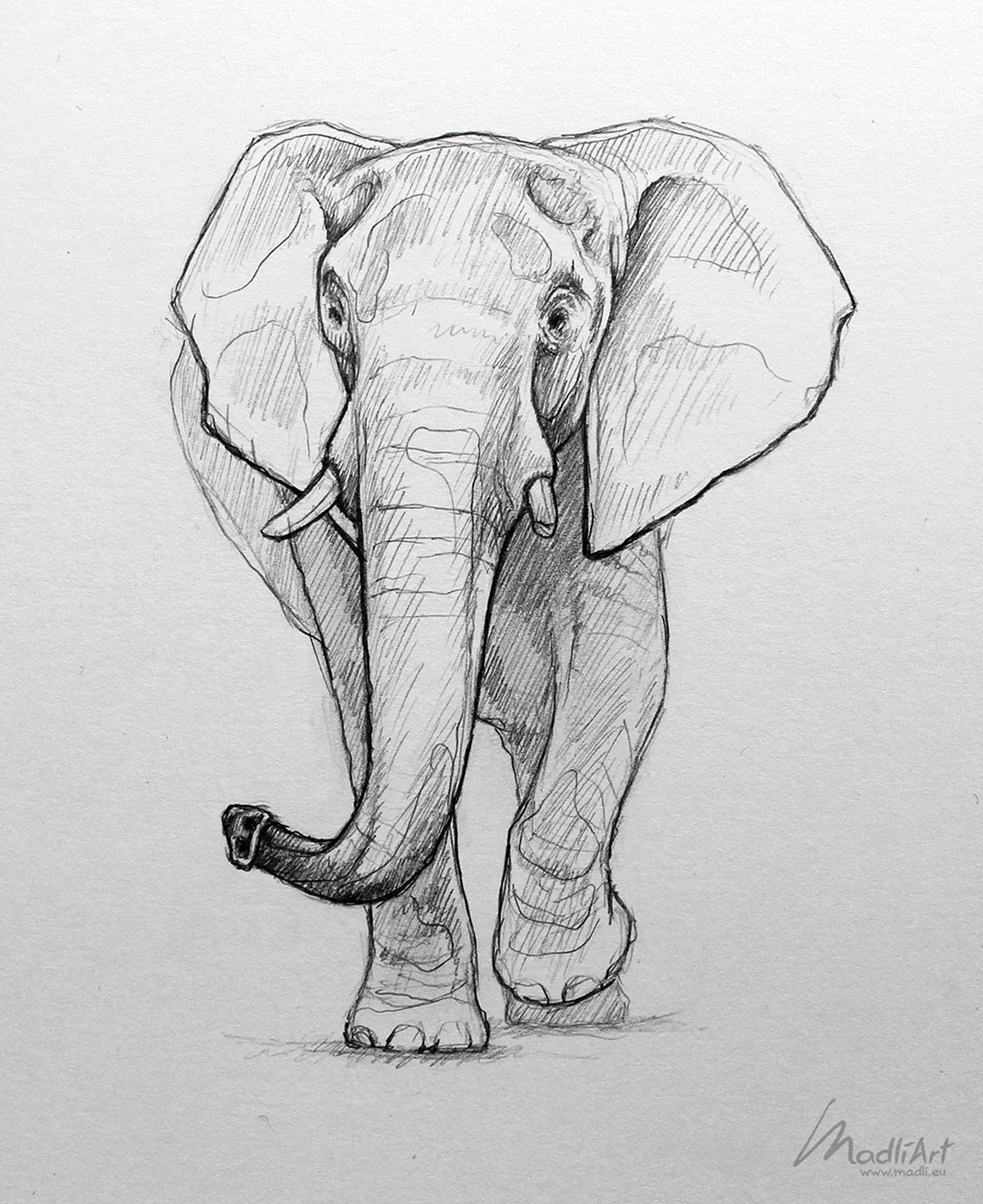 Слон рисунок. Для срисовки