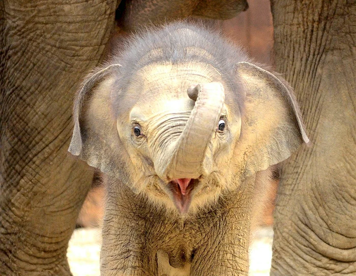 Слоненок. Красивое животное