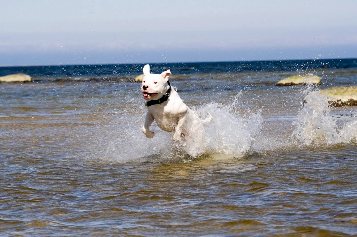 Смешная Аргентинская собака. Красивое животное