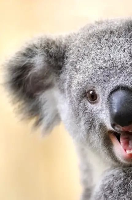 Смешная коала. Красивое животное