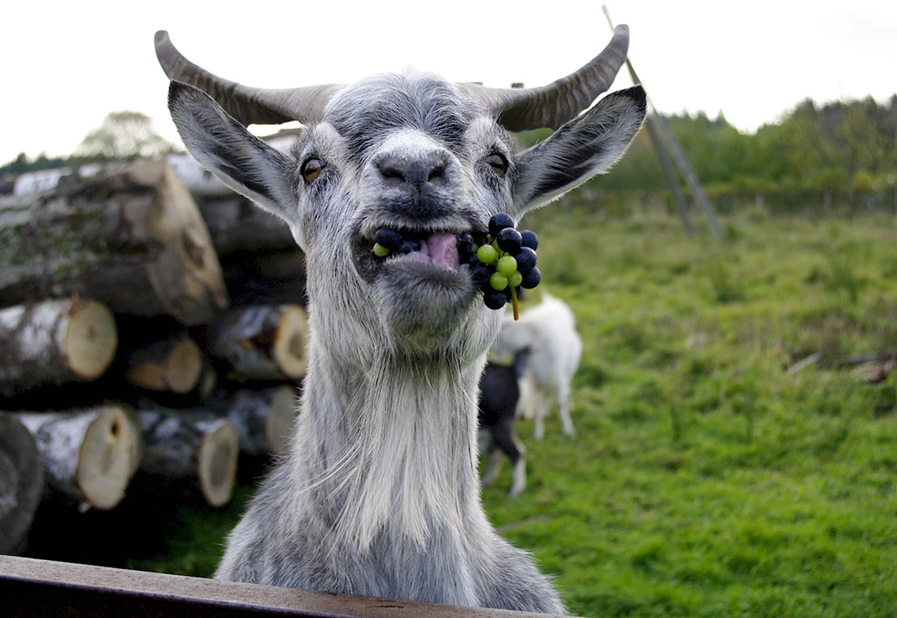 Смешная коза. Картинка