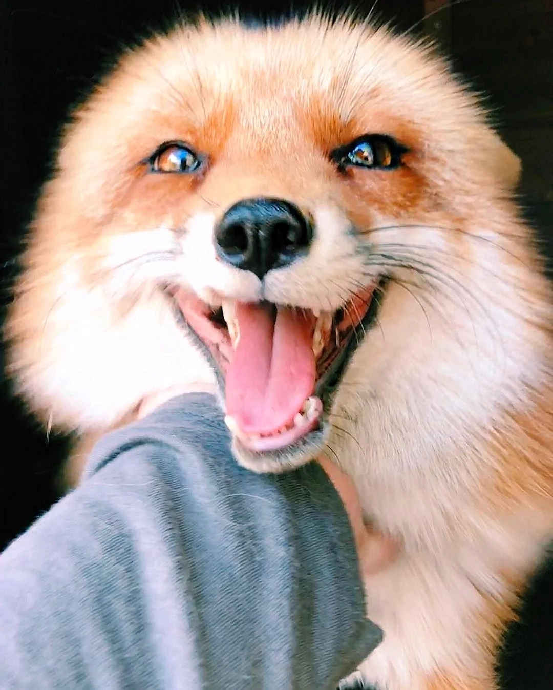 Смешная лиса. Красивое животное