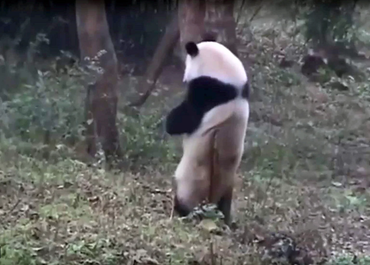 Смешная Танцующая Панда. Красивое животное