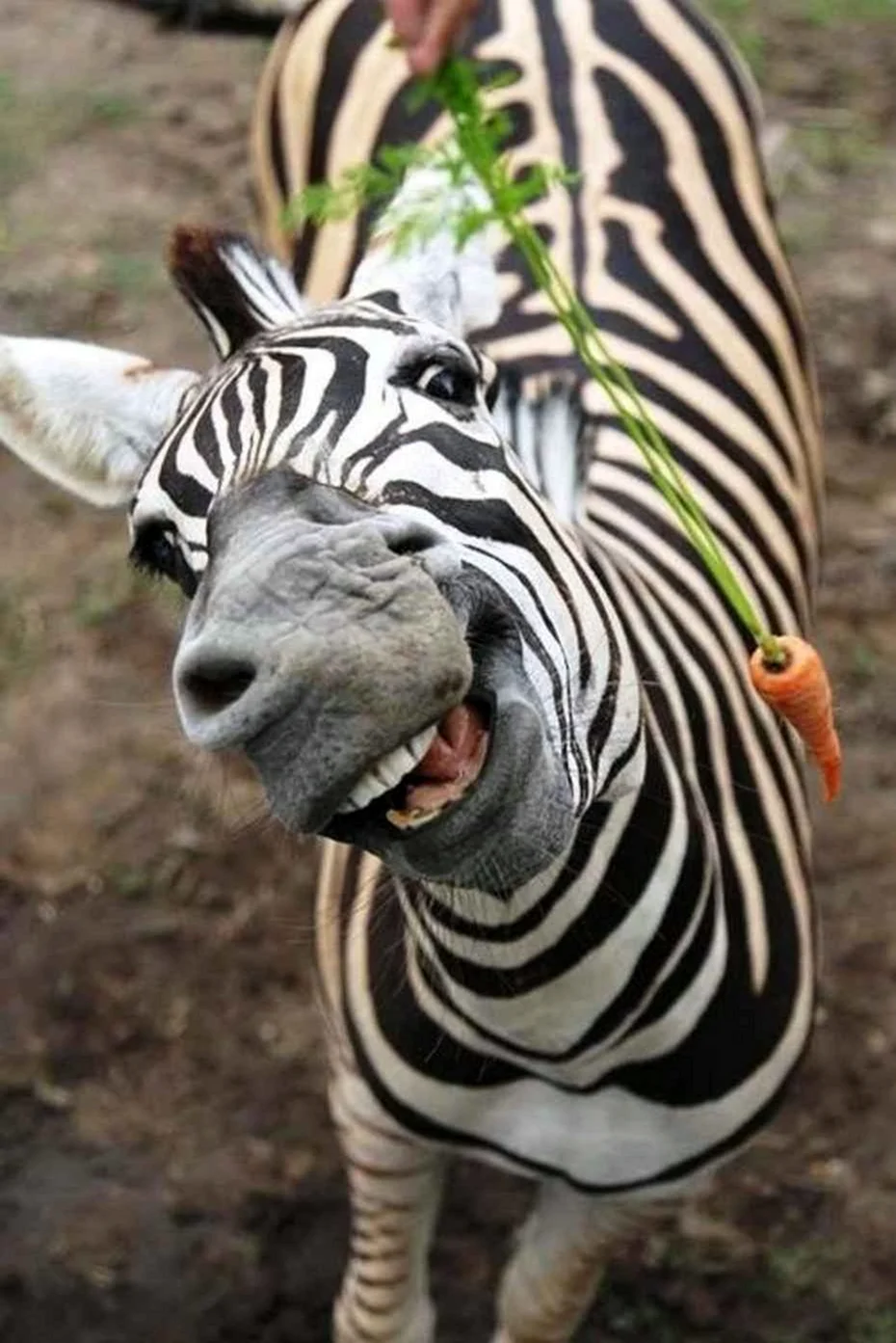 Смешная Зебра. Красивое животное