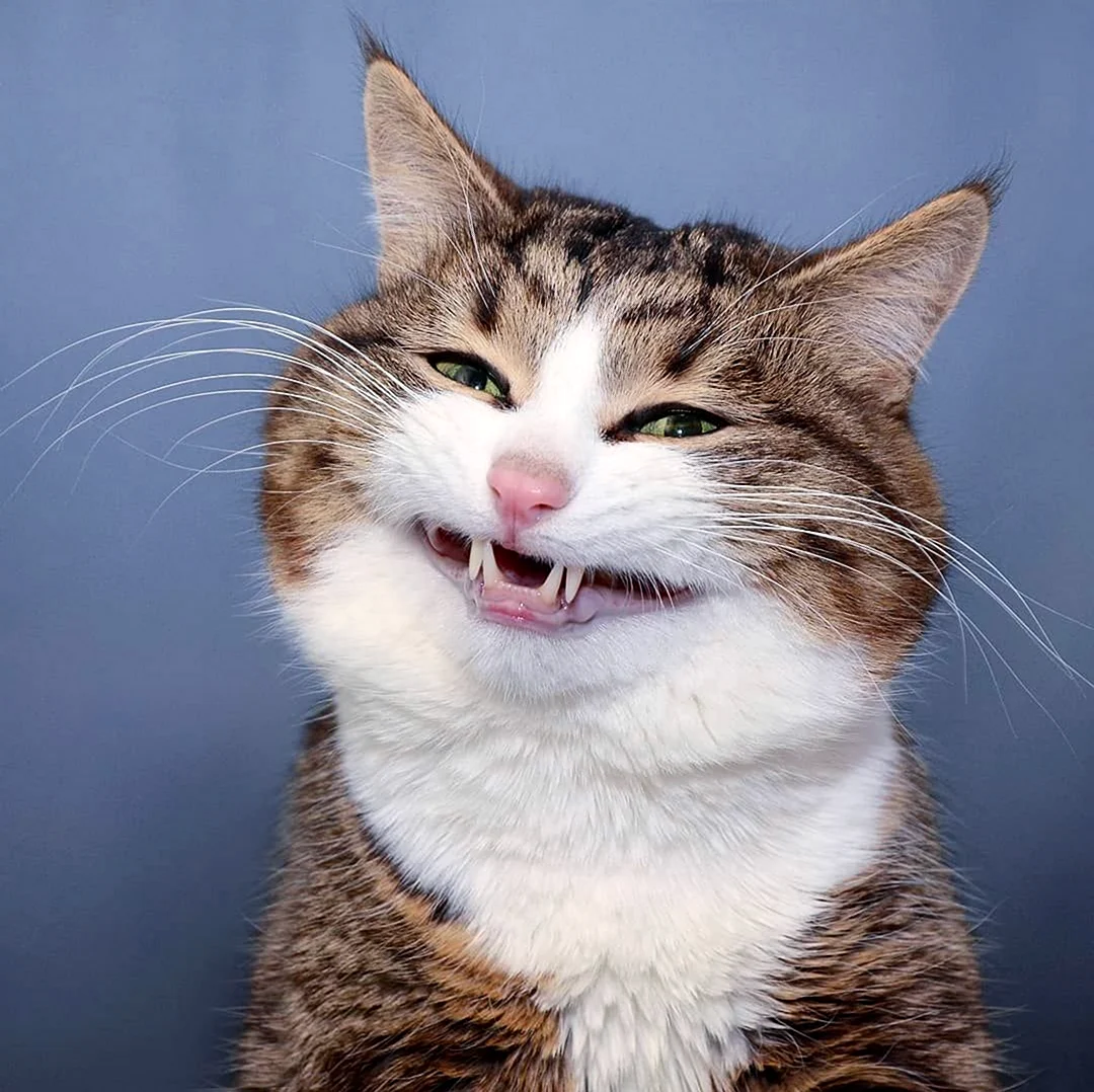 Смешной кот. Красивые картинки животных