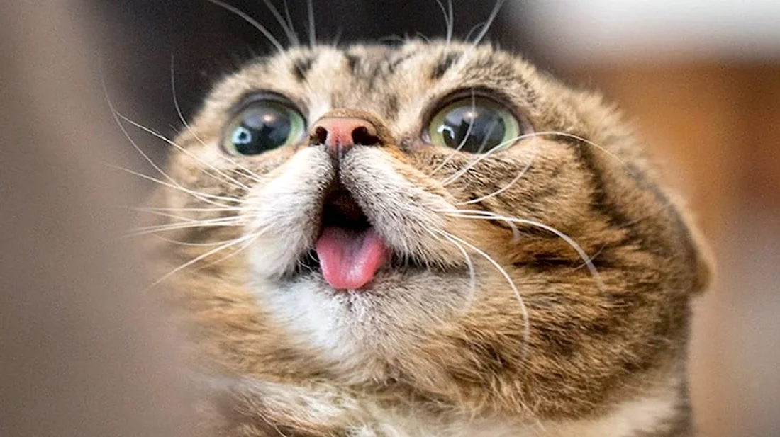 Смешной кот. Красивые картинки животных