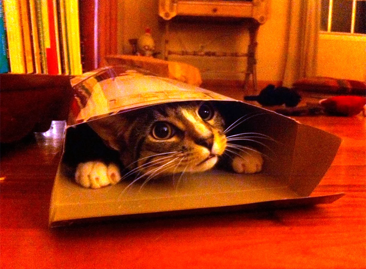 Смешной кот в коробке. Красивое животное