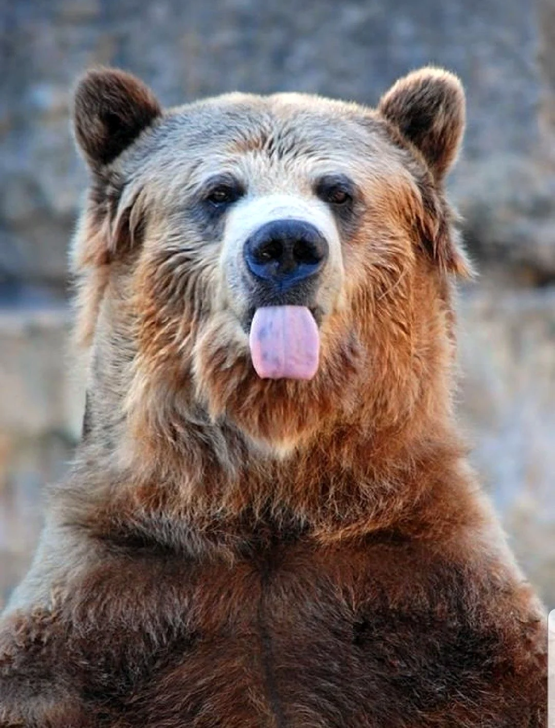 Смешной медведь. Картинка