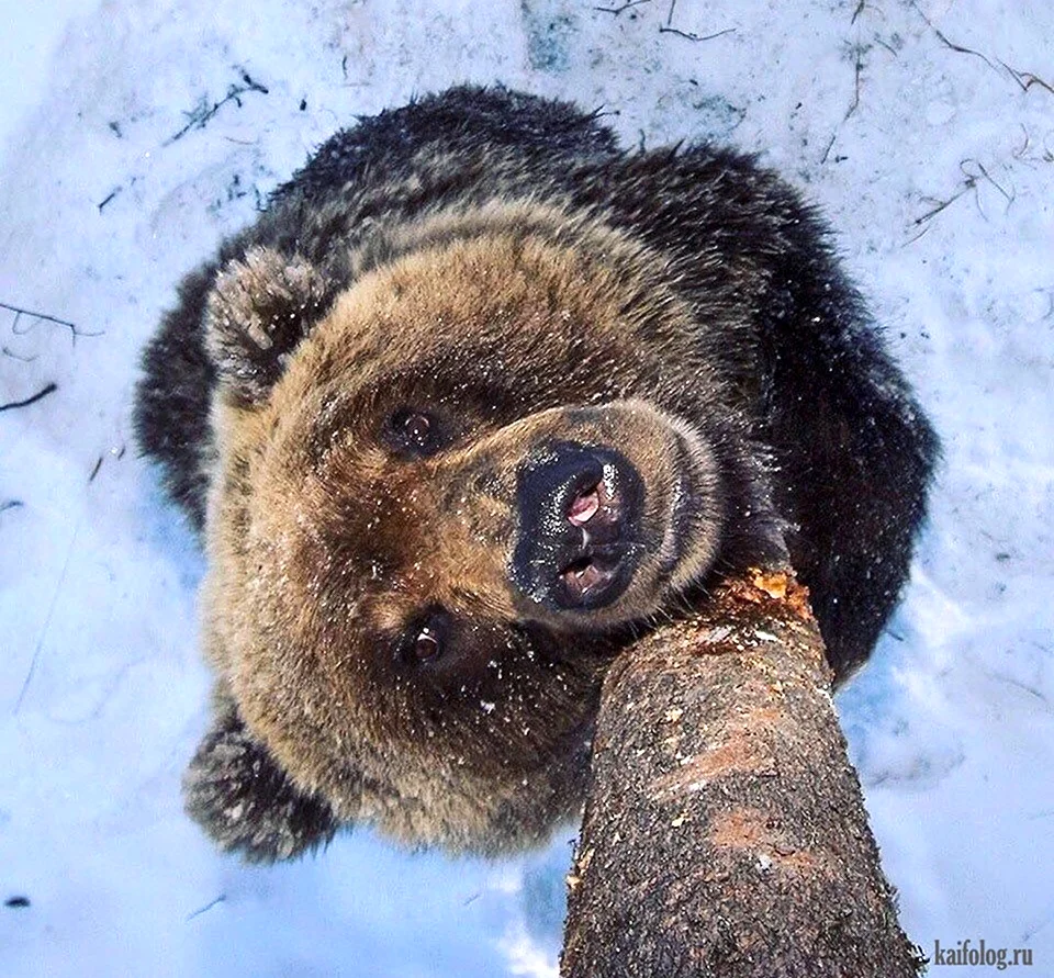 Смешной медведь зимой. Красивое животное
