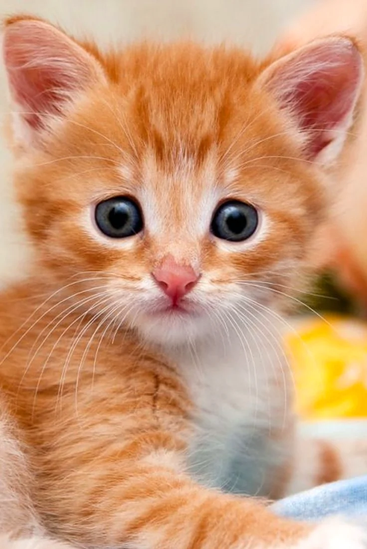 Смешной рыжий котенок. Красивое животное