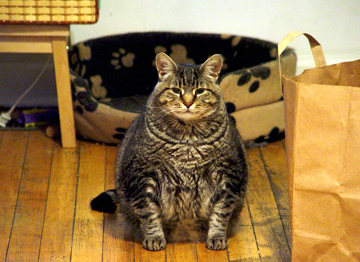 Смешной толстый кот. Красивое животное