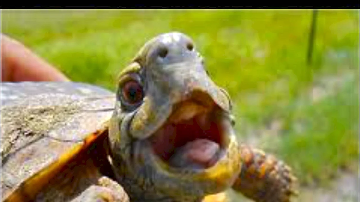 Смешные черепахи. Красивое животное